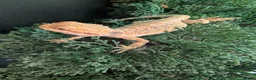 Bearded Dragon reptiles for sale: Hand tame - Advert 14