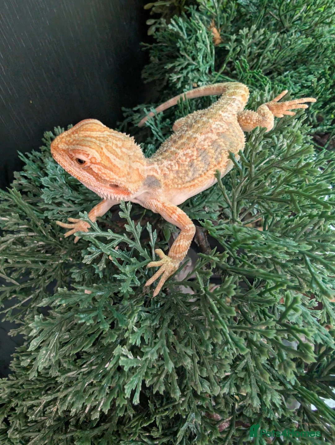Bearded Dragon reptiles for sale: Hand tame - Advert 14