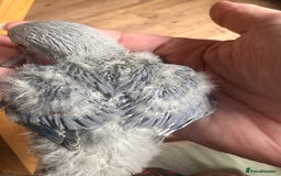 Lovebirds birds for sale: Lovebird babies - adorable - Image 11