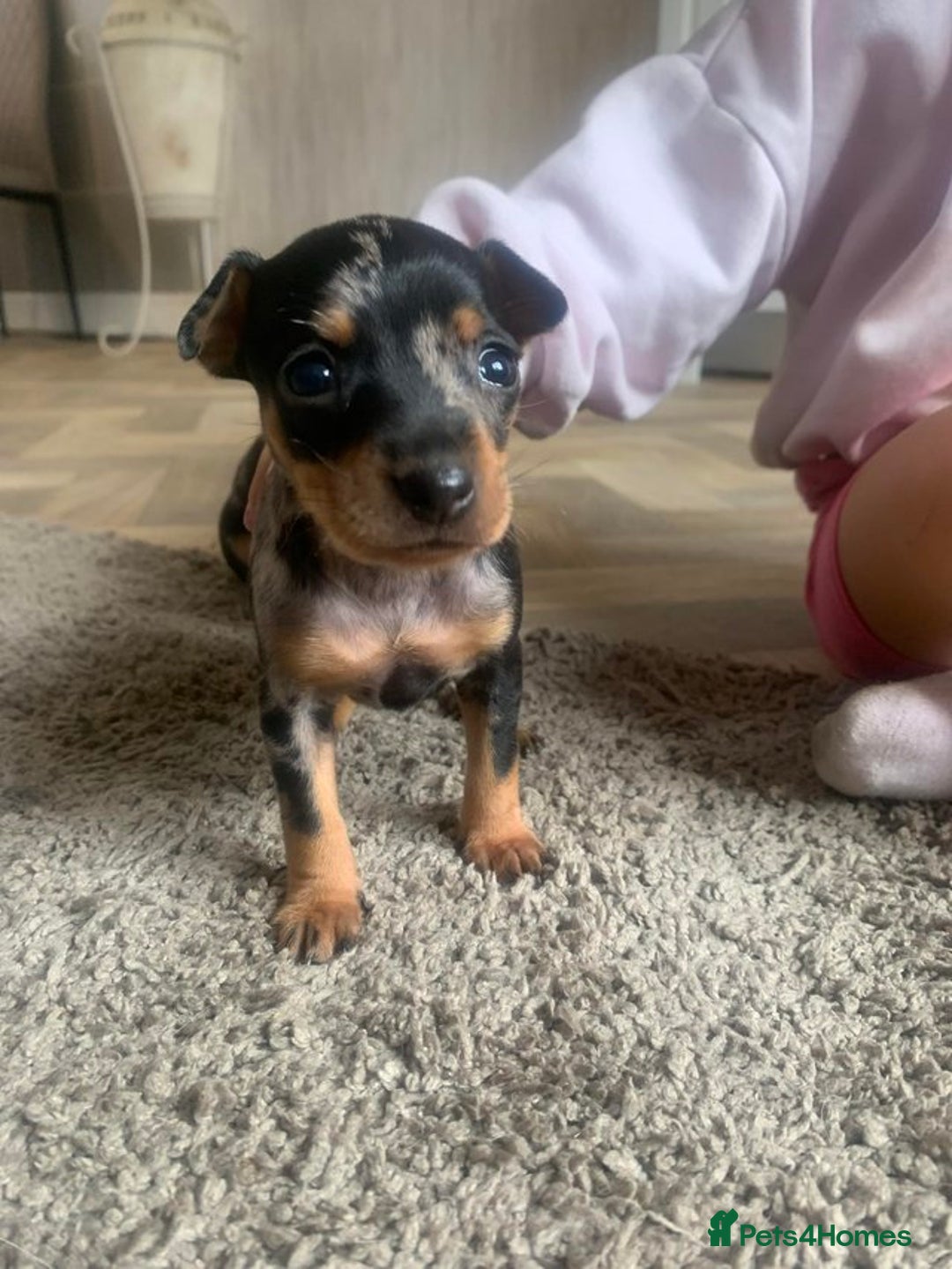 Miniature Pinscher dogs for sale: Extremely Rare  Black&Tan MERLE Min Pin Ready Now - Image 4