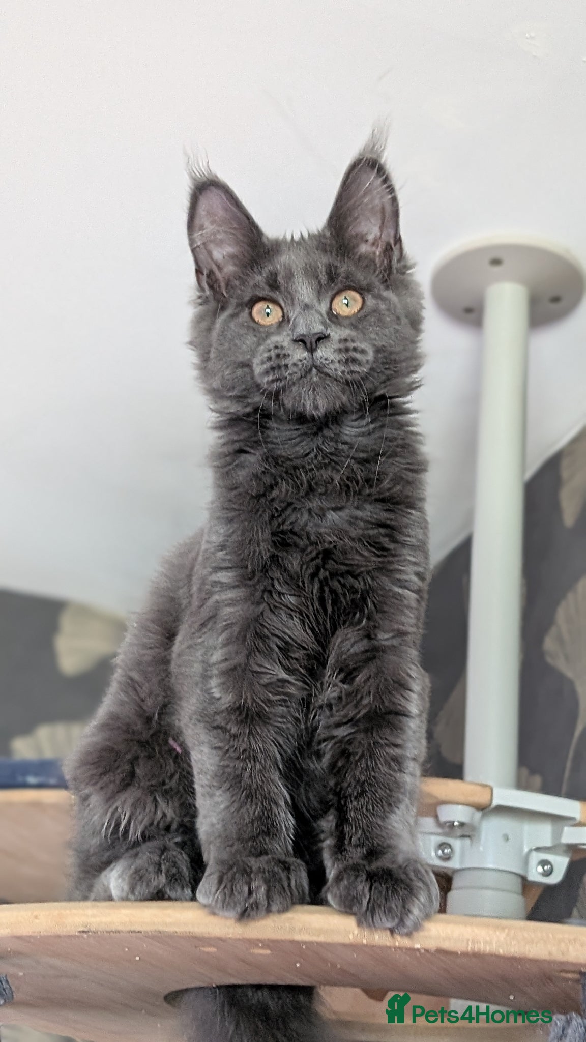 Maine Coon cats Pedigree Maine coons kittens Tica registered - Advert 1