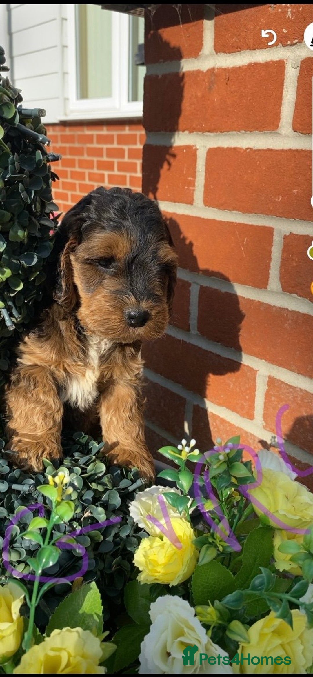 Cockapoo dogs for sale: Adorable cockerpoo puppies  - Image 7
