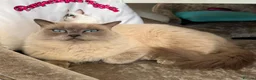 Ragdoll cats for sale: Ragdoll cats -  beautiful inside and out 😻 - Advert 9