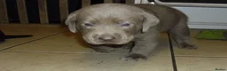 Labrador Retriever dogs for sale: 7 BEAUTIFUL FRIENDLY PUPPIES FOR SALE  - Advert 8