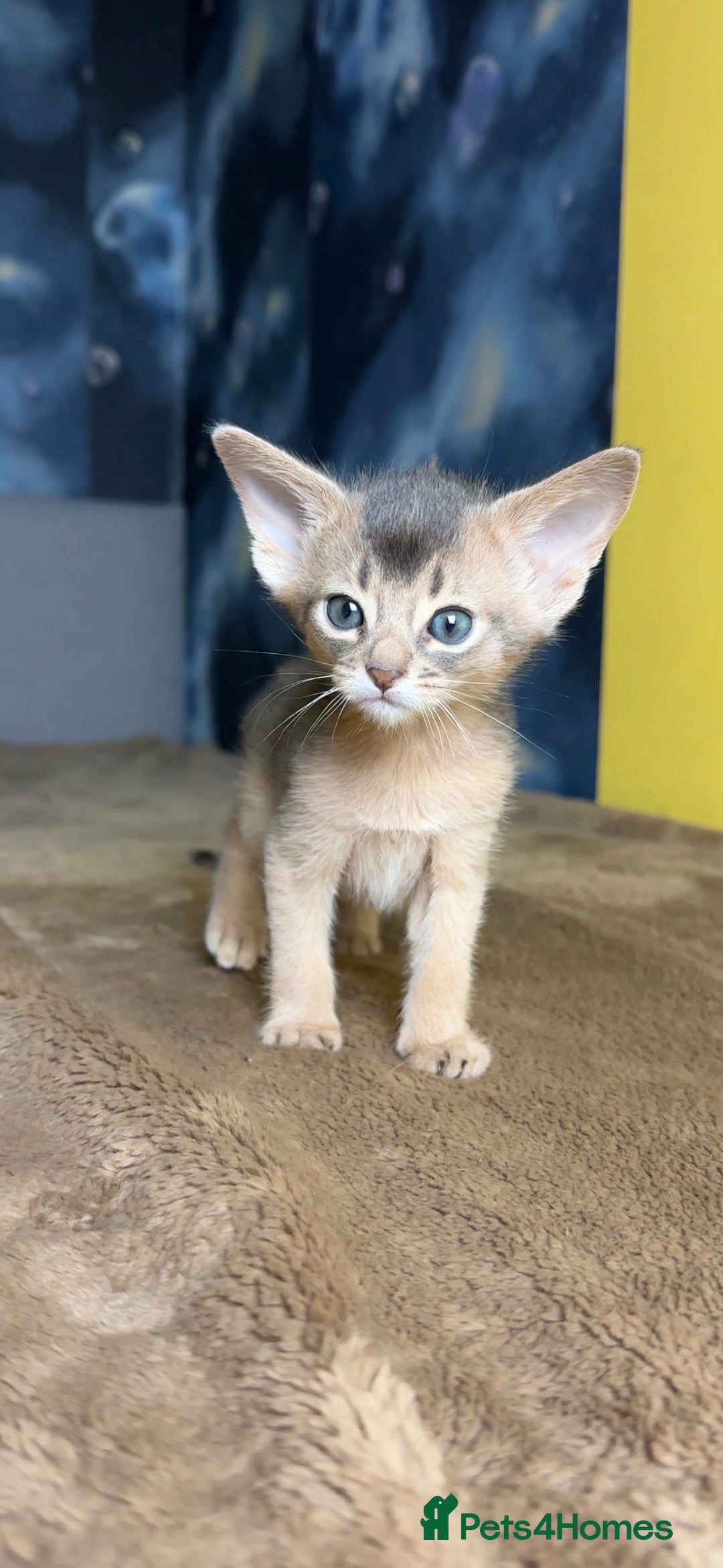 Abyssinian cats for sale: 💙 Two Blue Male Abyssinian Kittens Available 💙 - Advert 4