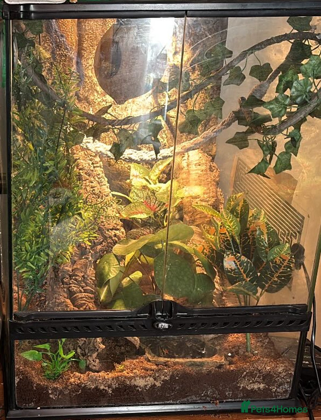 Gecko reptiles for sale: Beautiful handleable crested gecko (with enclosure - Advert 3