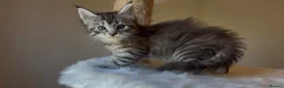 Maine Coon cats for sale: Now 2 TICA Registered Mainecoon kittens  - Advert 17