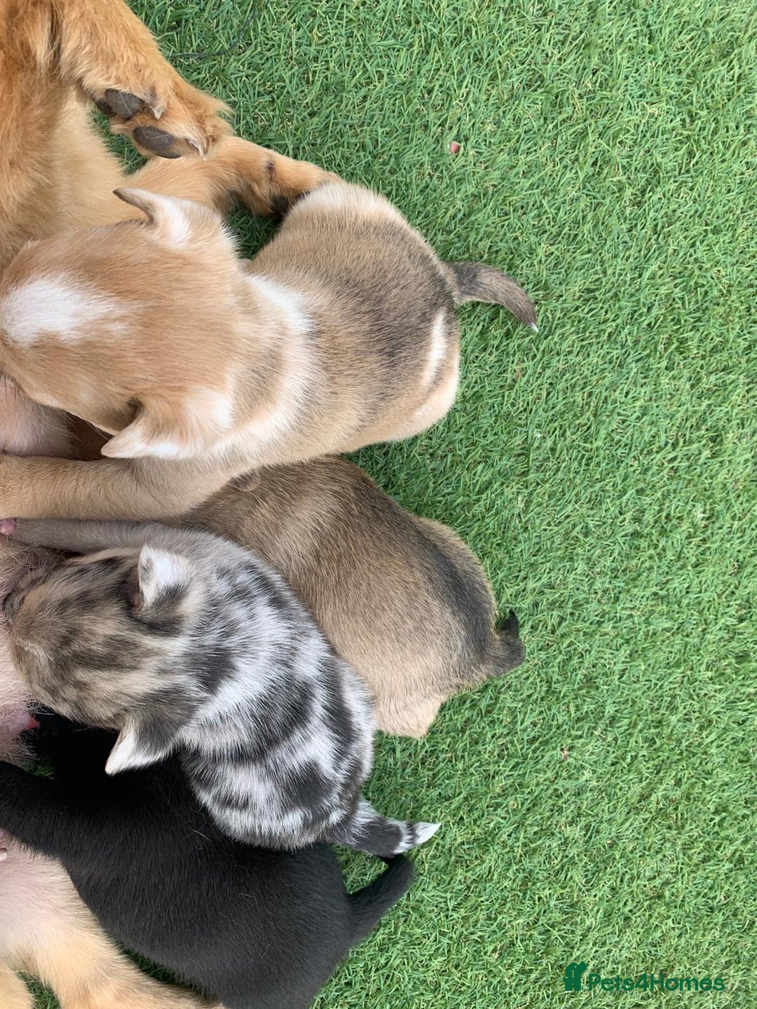 Pomchi dogs for sale: Pomchi - Image 5