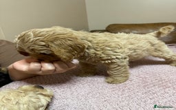 Cockapoo dogs for sale: Cockerpoo puppies 3 girls 3 boys - Image 6