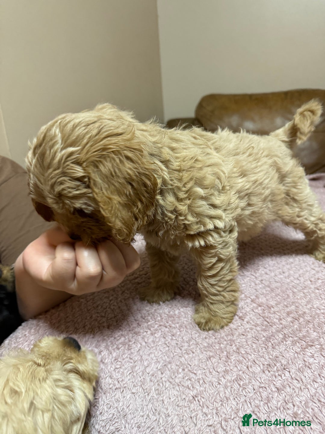 Cockapoo dogs for sale: Cockerpoo puppies 3 girls 3 boys - Image 6