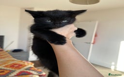 Ragdoll cats for sale: beautiful kittens for sale - Advert 5