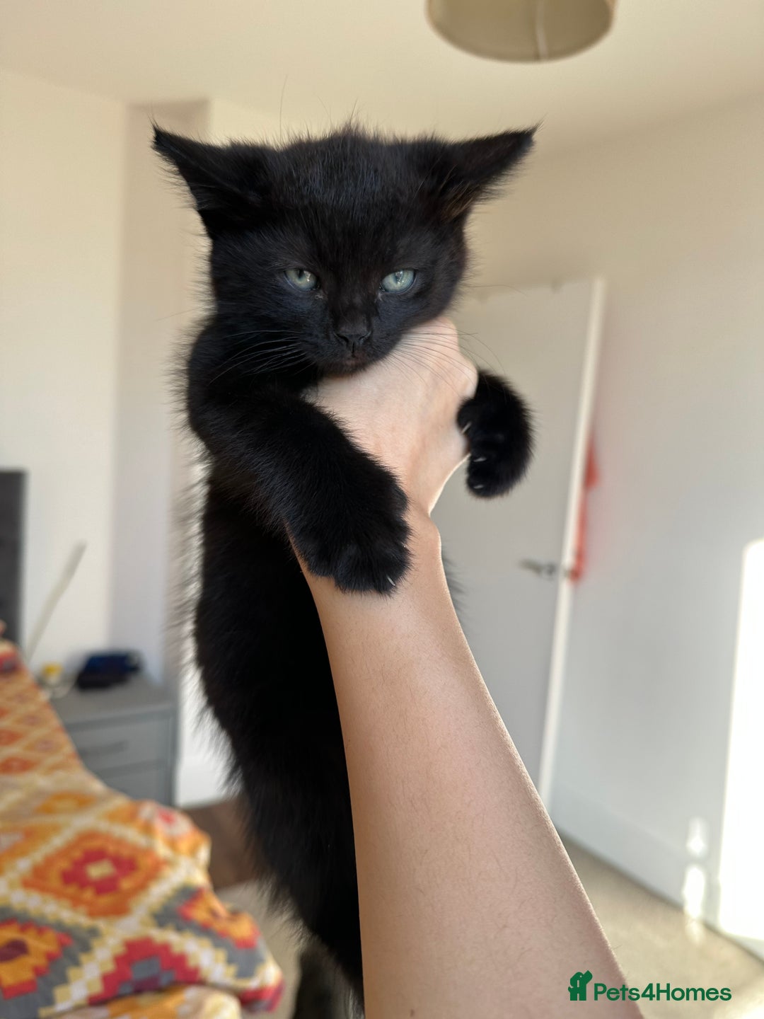 Ragdoll cats for sale: beautiful kittens for sale - Advert 5