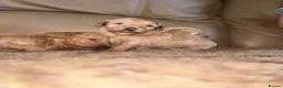 Maltipoo dogs for sale: Quality Maltipo’s wanted forever homes  - Advert 2