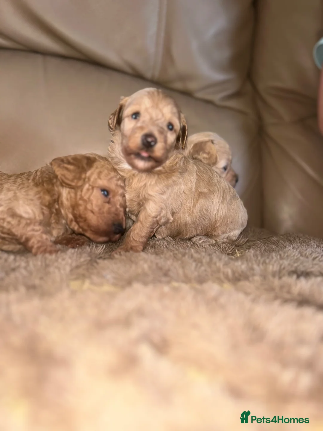 Maltipoo dogs for sale: Quality Maltipo’s wanted forever homes  - Advert 2