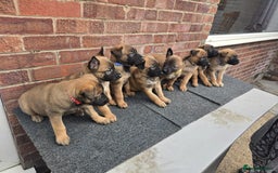 Belgian Shepherd Dog dogs for sale: Belgian Shepherd puppies - Advert 3