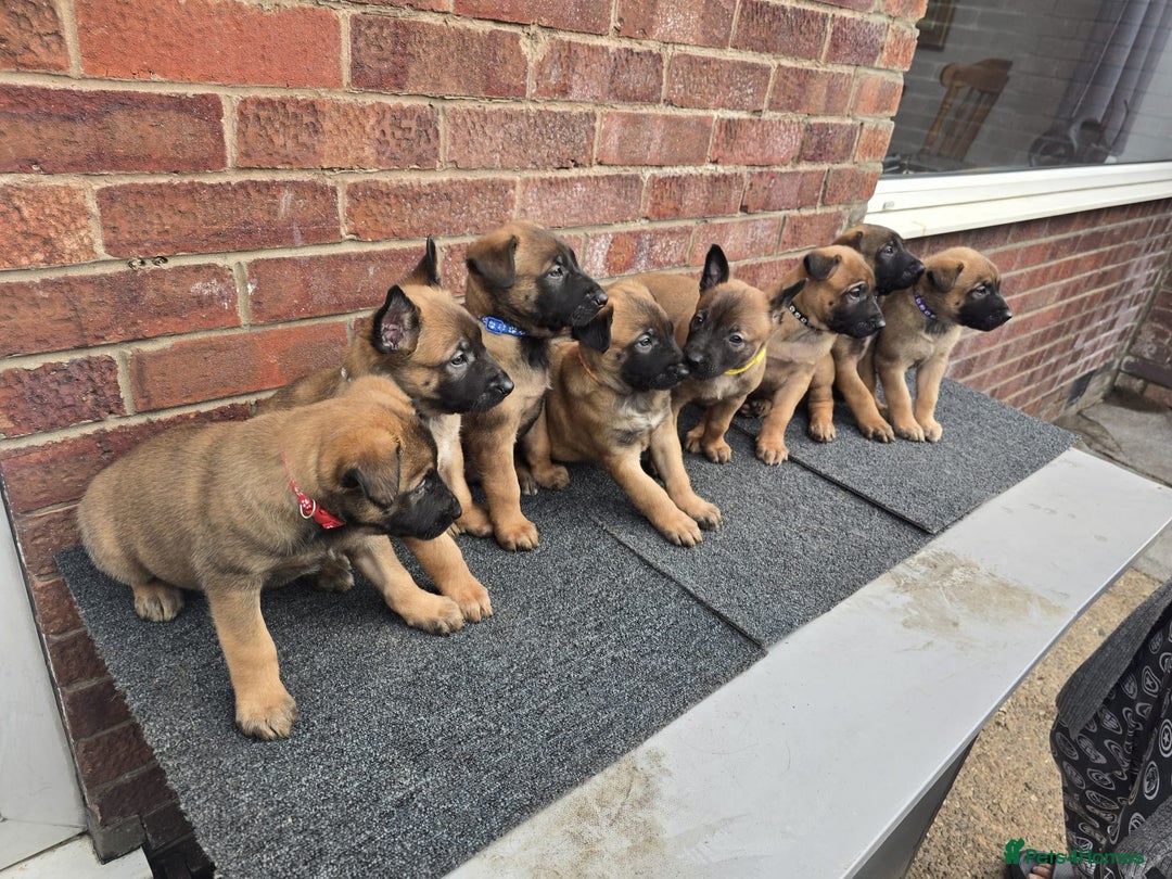 Belgian Shepherd Dog dogs for sale: Belgian Shepherd puppies - Advert 3