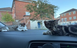 British Shorthair cats for sale: Two girls. Both girls for £100 can drop.  - Image 5
