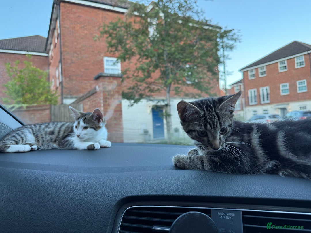 British Shorthair cats for sale: Two girls. Both girls for £100 can drop.  - Image 5