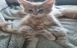 Maine Coon cats for sale: Beautiful fluffy Maine Coon Kittens - Image 4