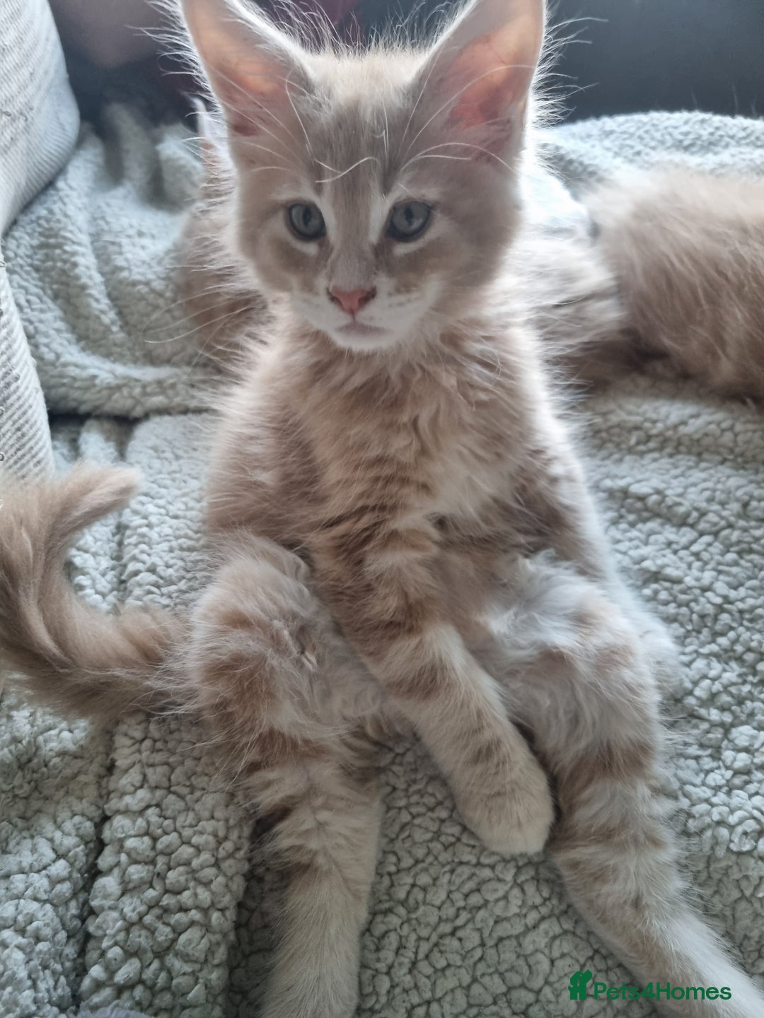 Maine Coon cats for sale: Beautiful fluffy Maine Coon Kittens - Image 4