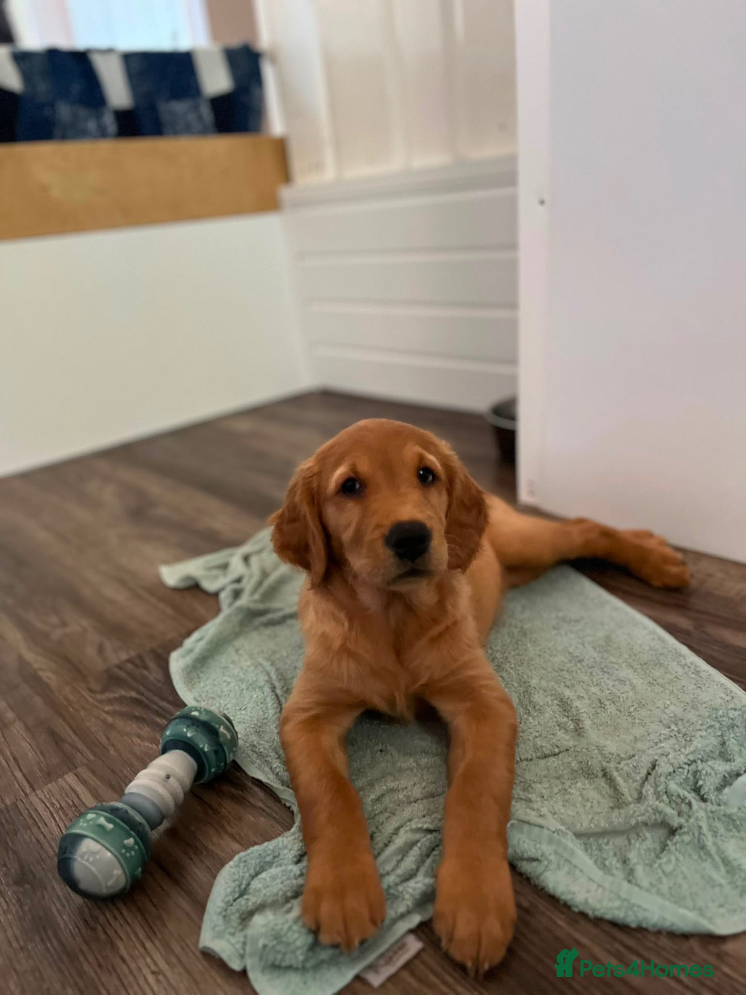 Golden Retriever dogs  Beautiful red golden retrievers 1 girl   - Advert 1