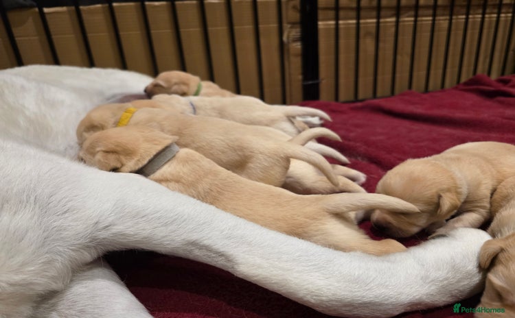 Labrador Retriever dogs - Advert 5