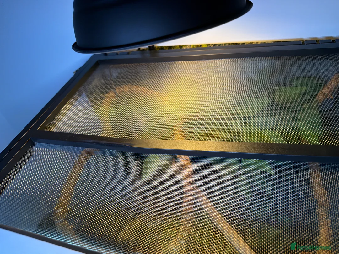 Gecko reptiles for sale: Male crested gecko and bio active vivarium - Advert 9