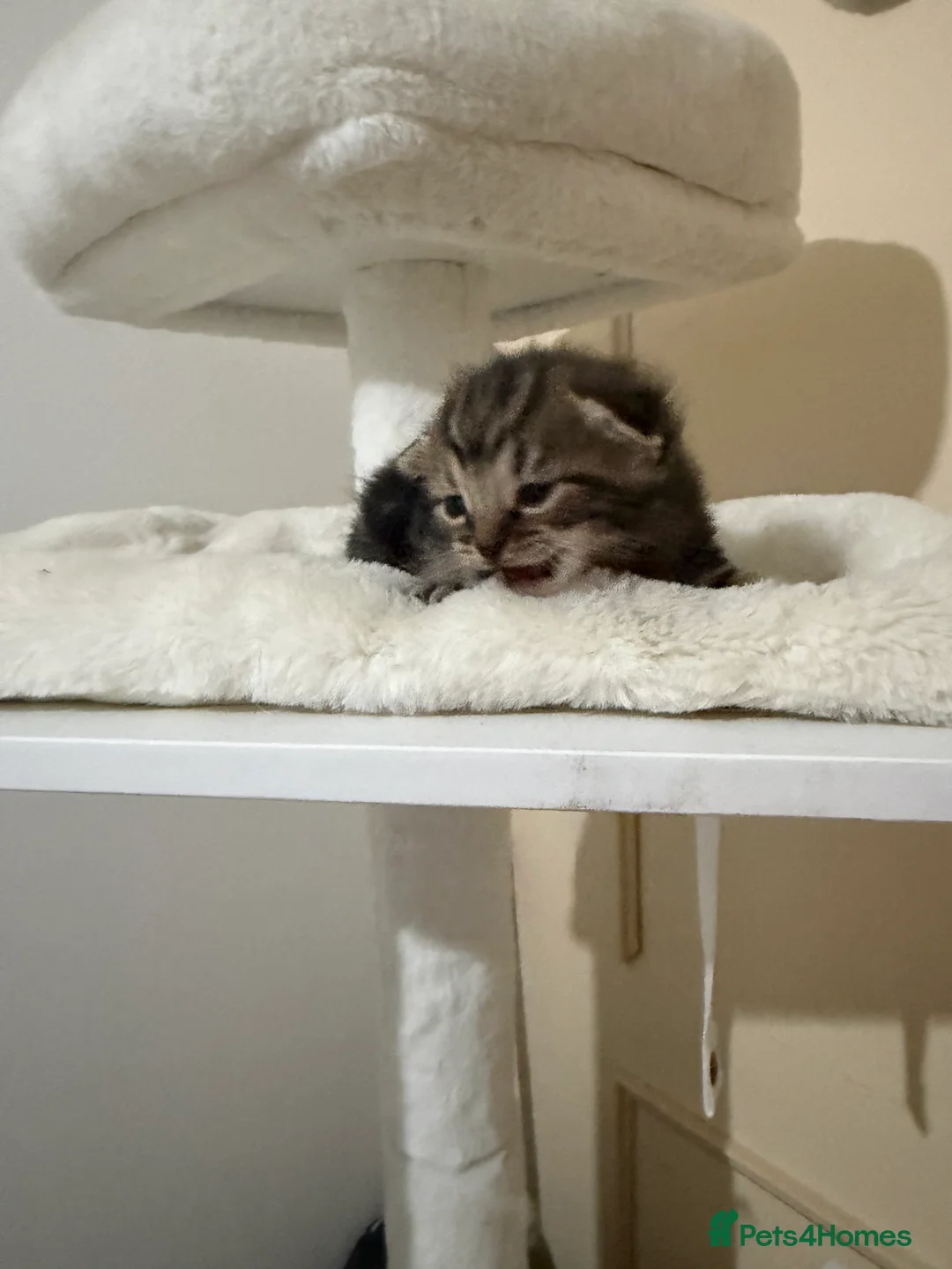 Mixed Breed cats for sale: Two kittens available  - Advert 1