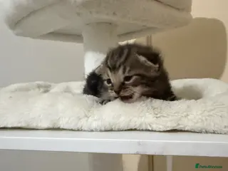 Mixed Breed cats Two kittens available - Advert 1