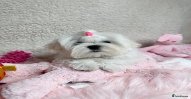 Maltese dogs in Leven - Advert 3