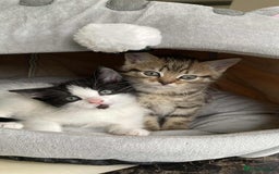 Mixed Breed cats for sale: 2 playful friendly kitten for sale - Image 1