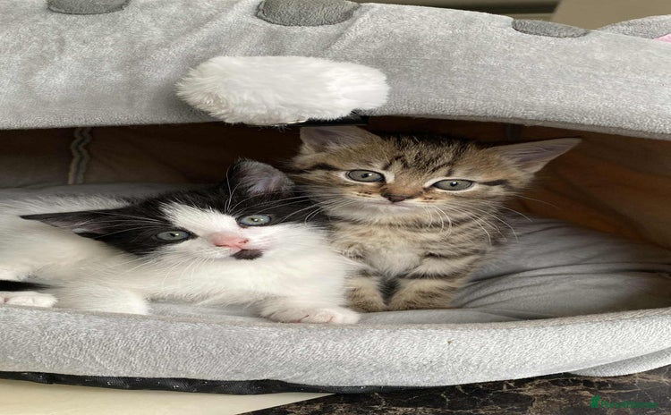 Mixed Breed cats - Advert 14
