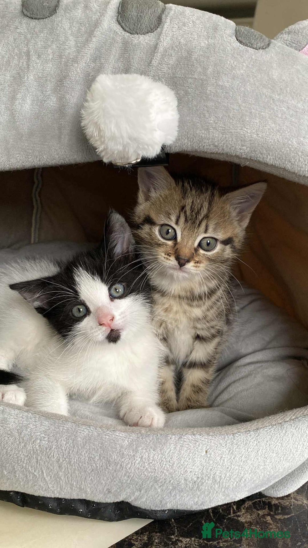 Mixed Breed cats for sale: 2 playful friendly kitten for sale - Image 1