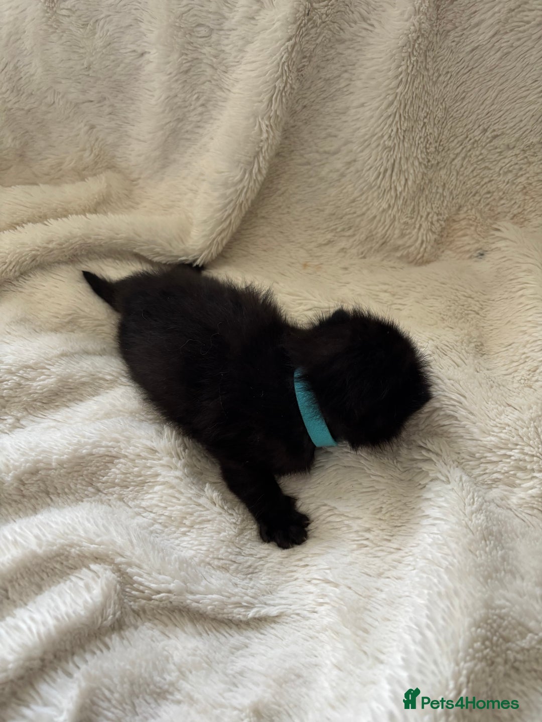 Mixed Breed cats for sale: Ragdoll X kittens  - Image 9