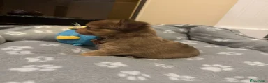 Chihuahua Puppy 3