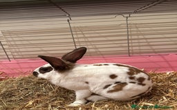 Rex rabbits for sale: Male Rex Rabbit - Image 2
