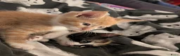 Mixed Breed cats for sale: Ginger male kitten for sale  in Gravesend - Advert 5