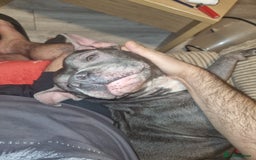 Staffordshire Bull Terrier dogs for sale: Blue Staffordshire bull terrier.  - Image 5