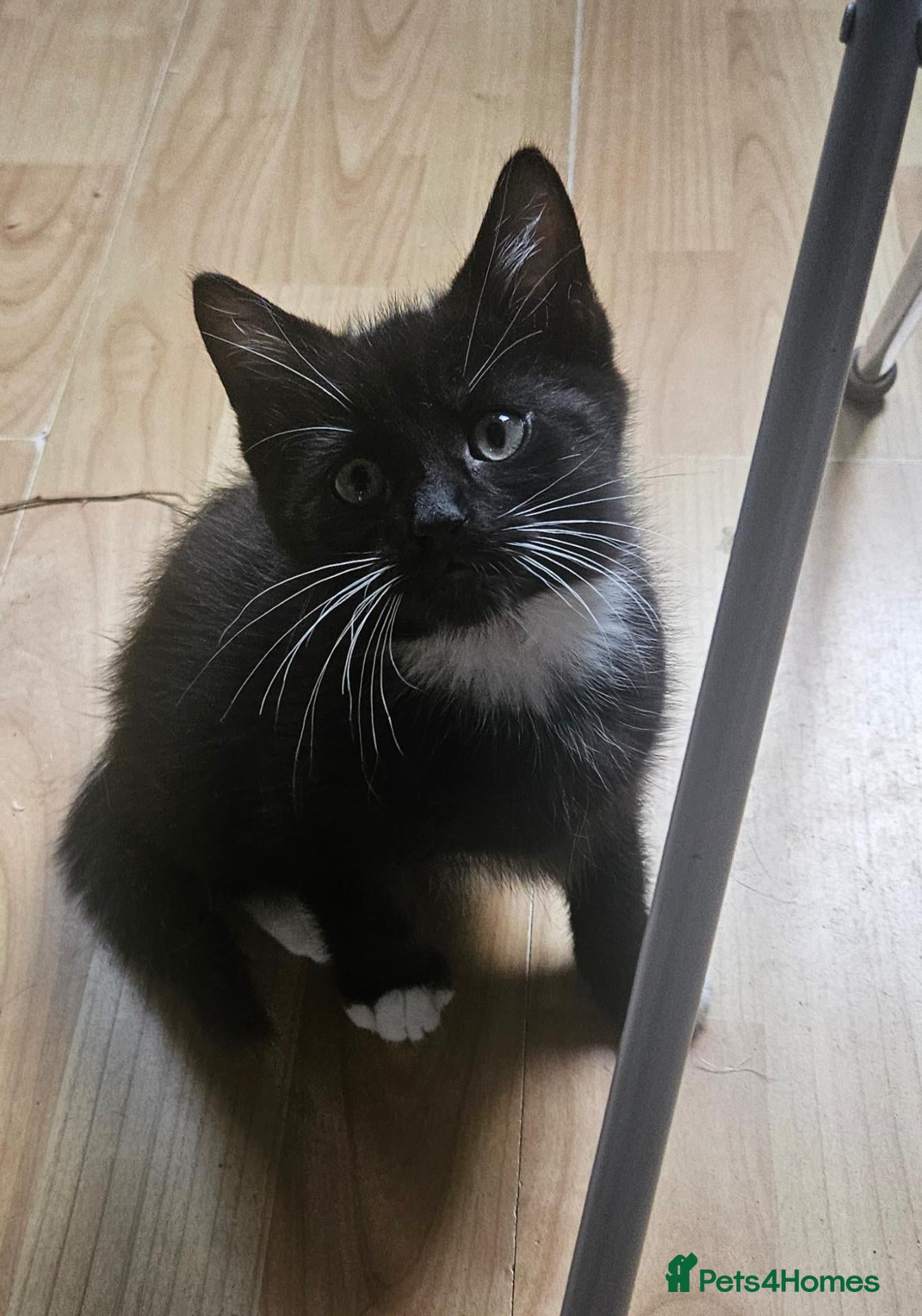 Mixed Breed cats 2 black & white boys left ready now price reduced  - Advert 1