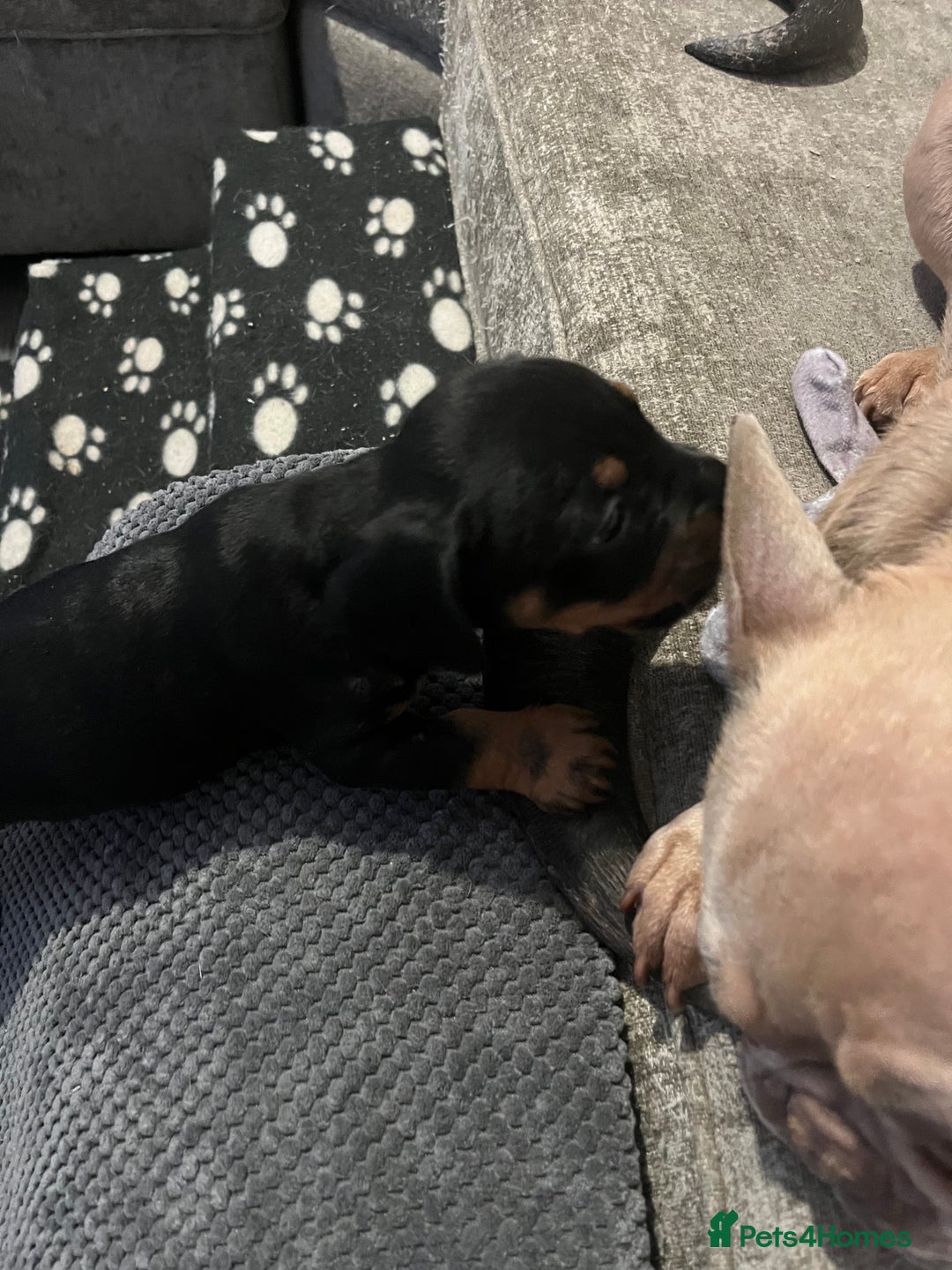 Mixed Breed dogs for sale: Miniature dachshund X French bulldog  - Image 17