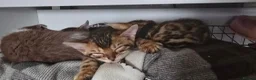 Bengal cats for sale: Pure bengal kittens  - Advert 7