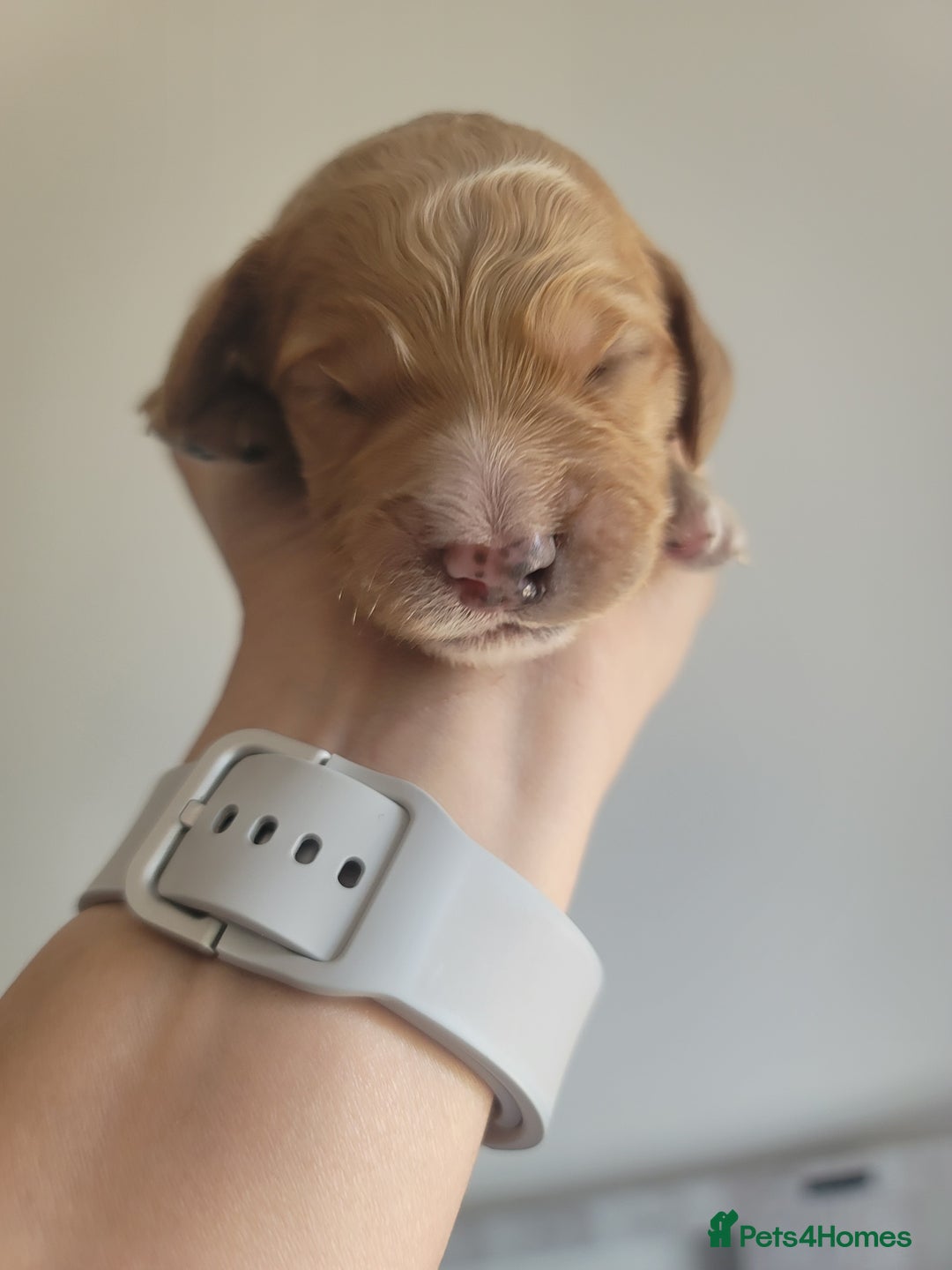 Cockapoo dogs for sale: Adorable Cockerpoo Puppies - Image 11