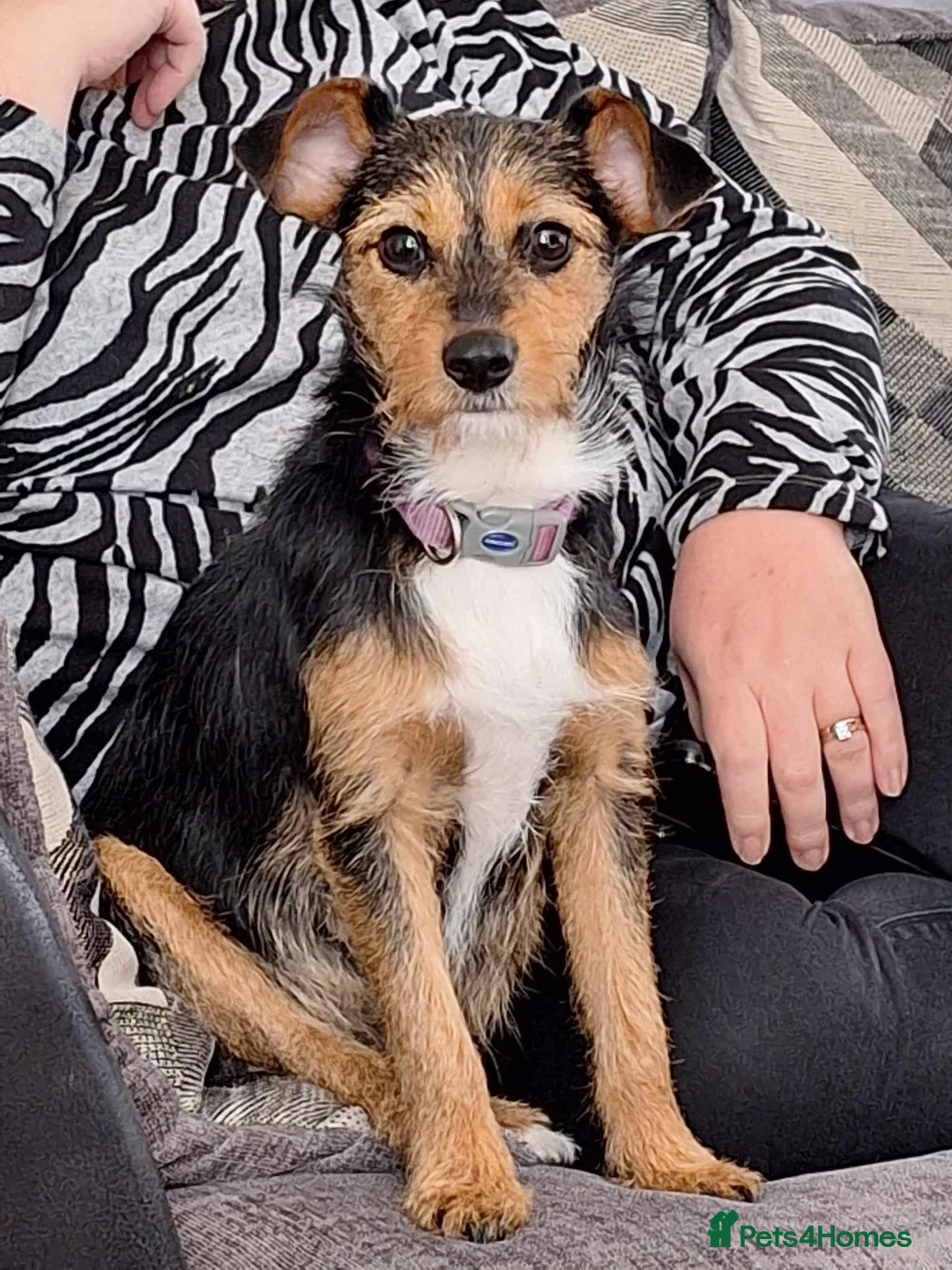 Mixed Breed dogs for sale: Border jack pups in Stoke-on-Trent - Advert 13