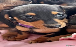 Miniature Dachshund dogs for sale: ✨ Adorabla Mini Kc PRA clear ready now  ✨✨ - Image 13