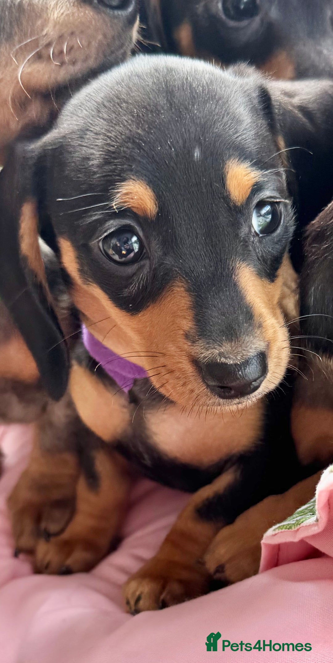 Miniature Dachshund dogs for sale: ✨ Adorabla Mini Kc PRA clear ready now  ✨✨ - Image 13