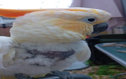 Cockatoo birds for sale: Citreon  crested cockatoo  - Image 4