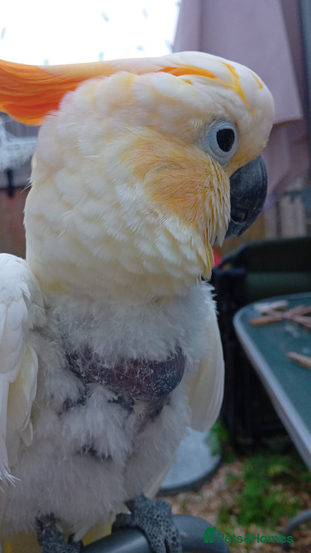 Cockatoo birds for sale: Citreon  crested cockatoo  - Image 4