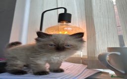 Ragdoll cats for sale: Beautiful chunky ragdoll Kitten - Image 6