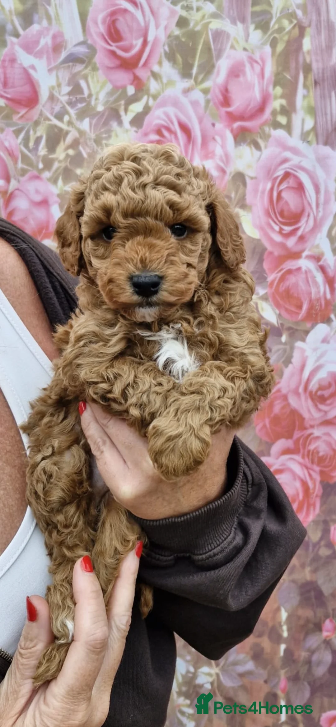 Toy Poodle dogs for sale: Kc registered exceptional toy poodle fox red  - Advert 2