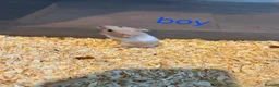 Hamster rodents for sale: Baby syrians - Advert 12
